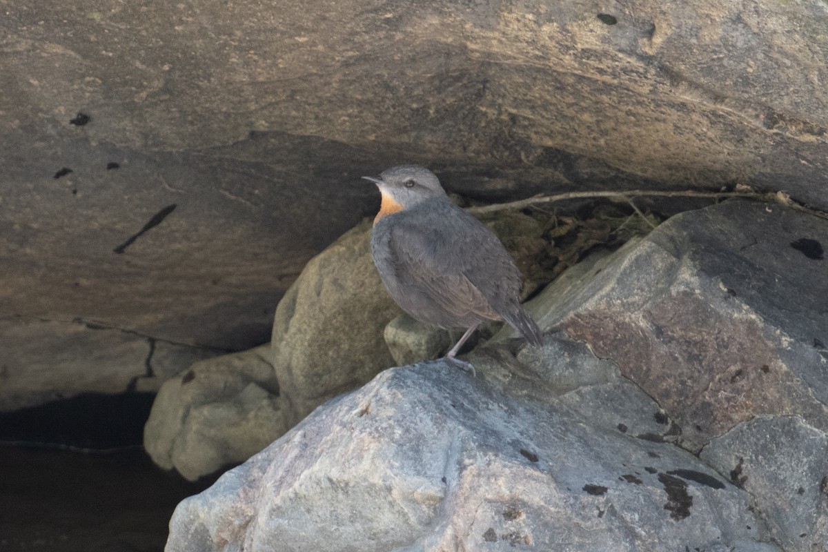 Rufous-throated Dipper - ML617730620