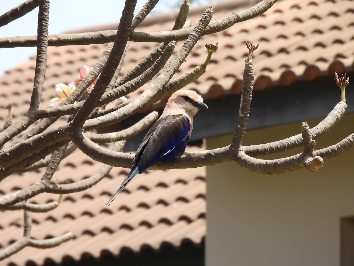 Blue-bellied Roller - ML617730624