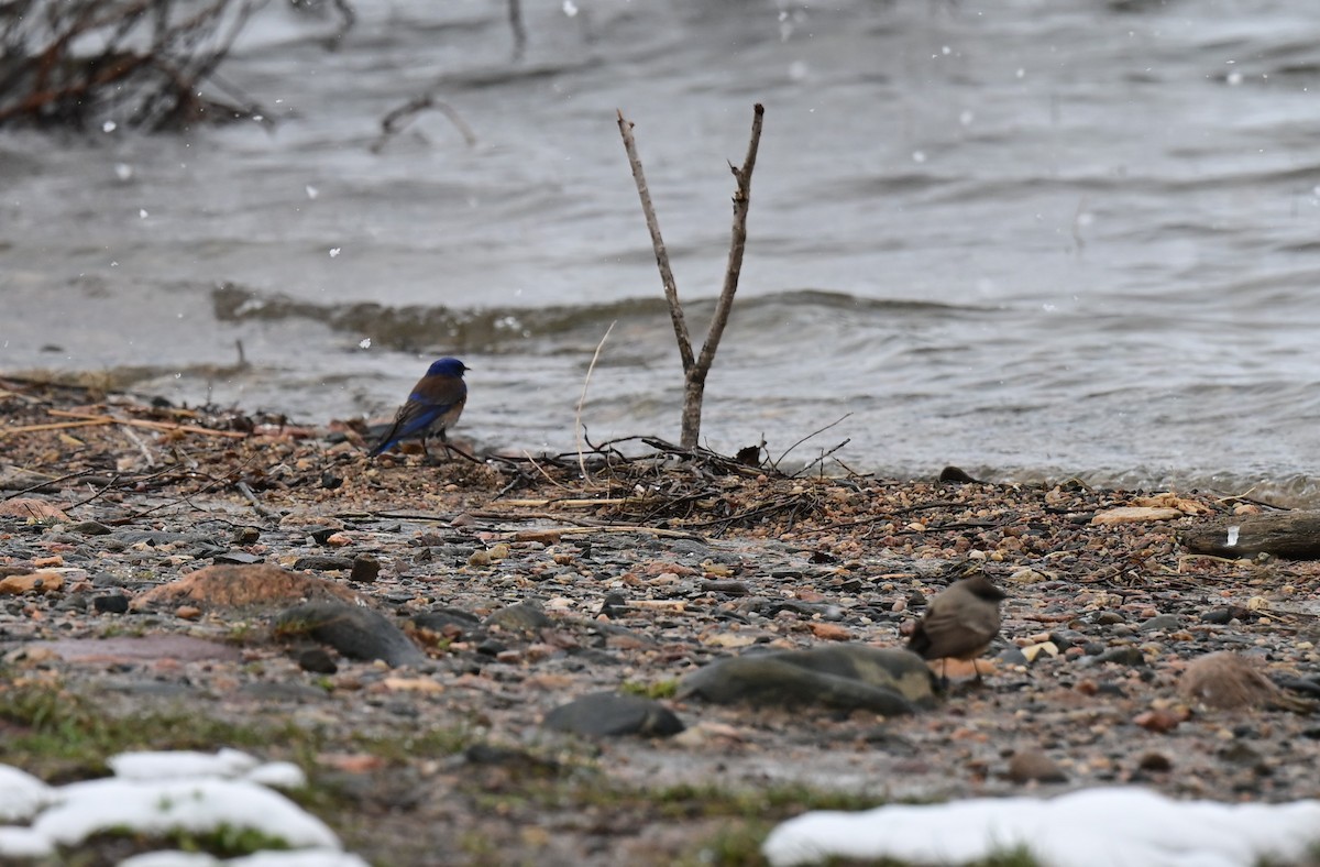 Western Bluebird - Keri Bowling