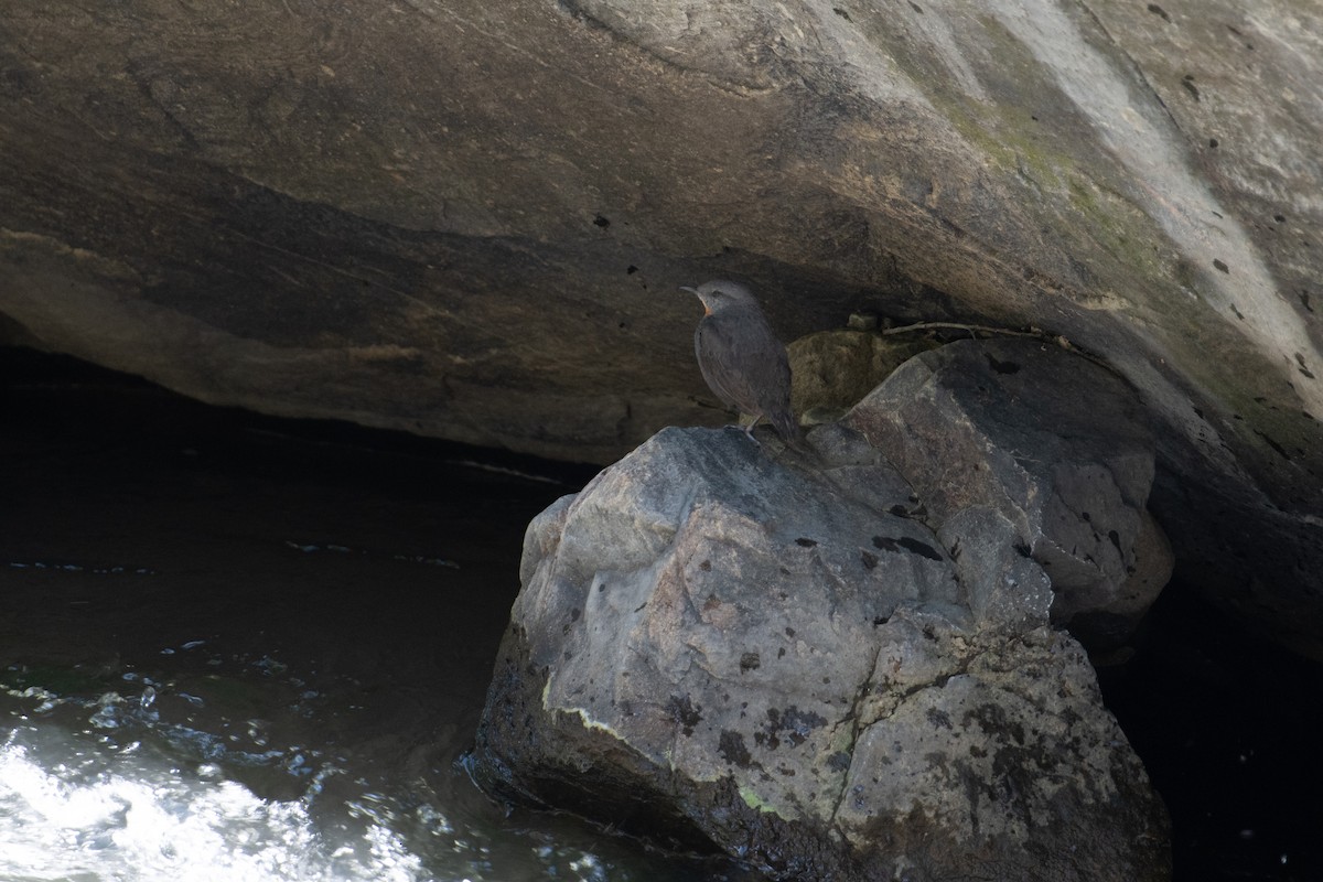 Rufous-throated Dipper - ML617730641