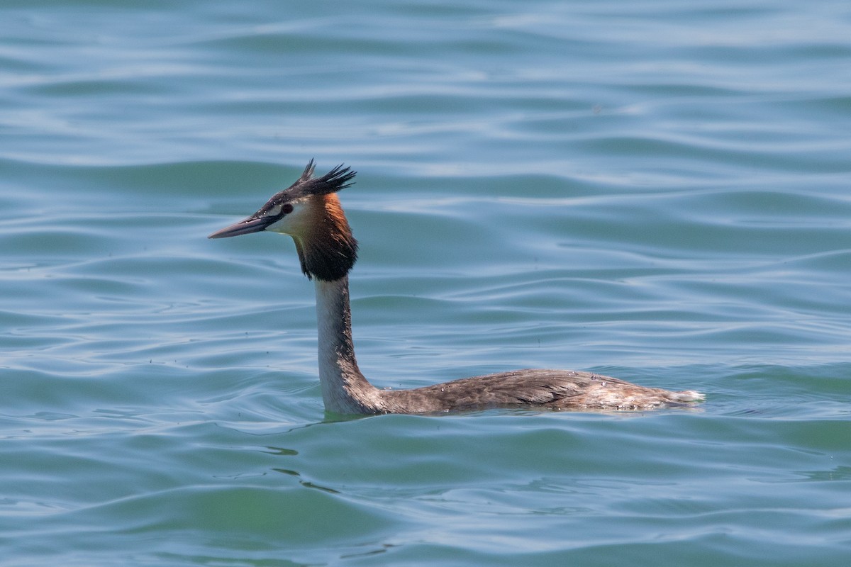 Great Crested Grebe - ML617730643