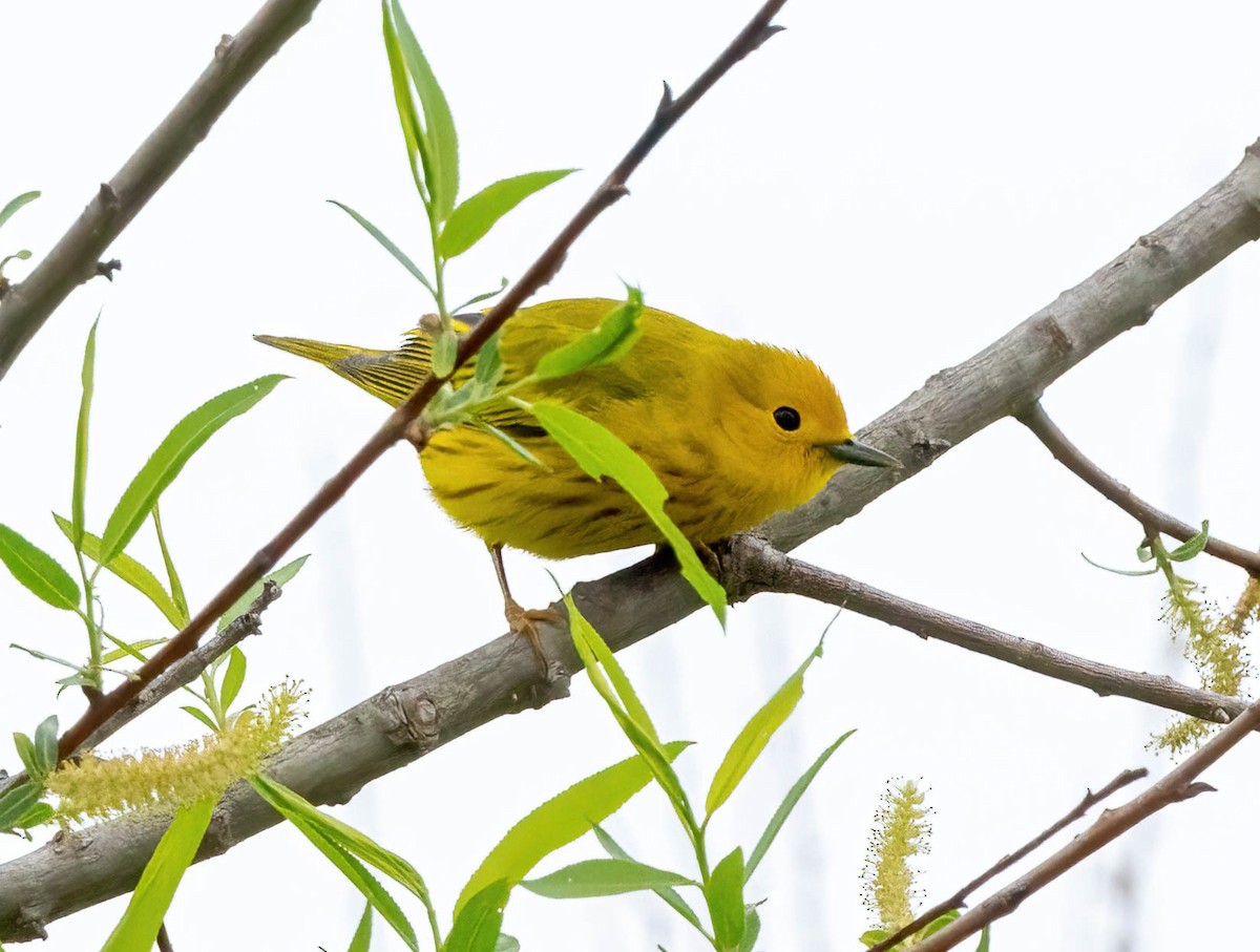 Yellow Warbler - ML617730646