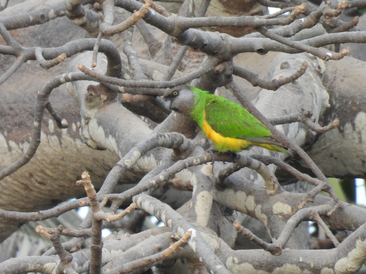 Сенегальский попугай - ML617730657