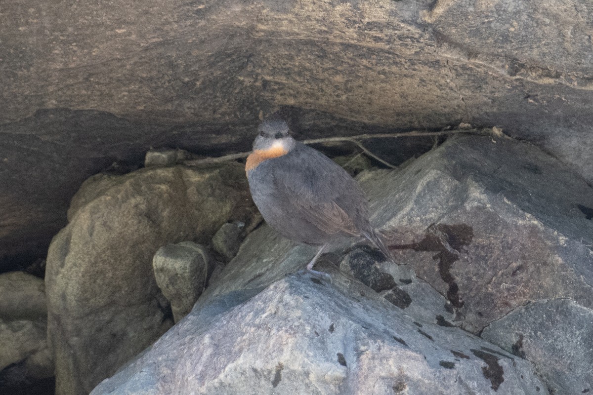 Rufous-throated Dipper - ML617730662