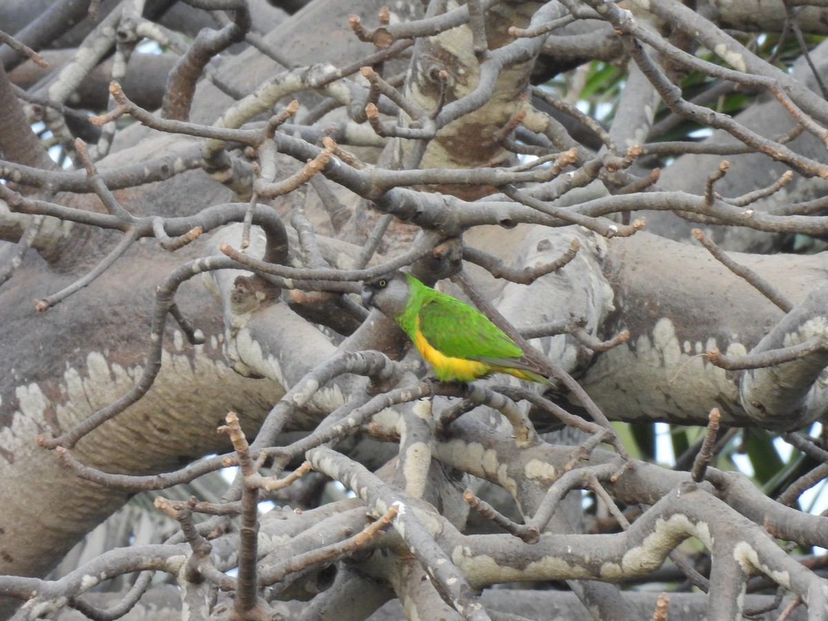 Сенегальский попугай - ML617730671