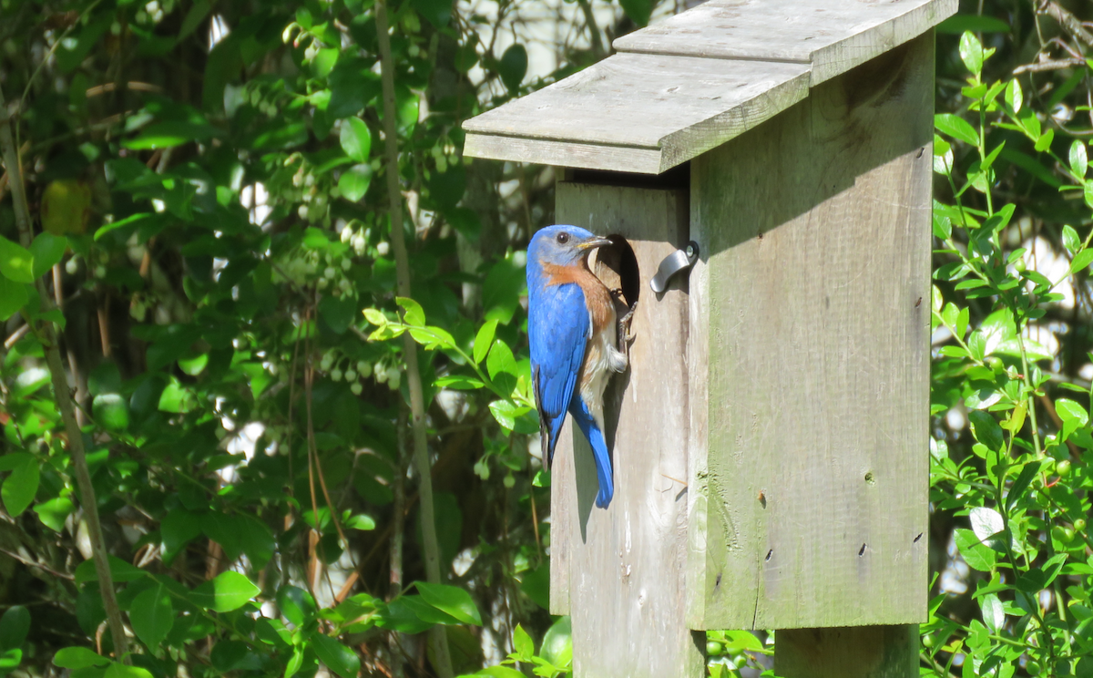 Eastern Bluebird - ML617730696