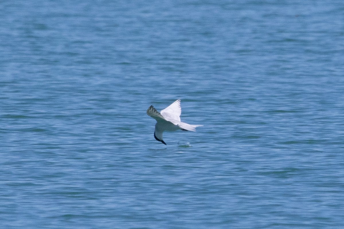 Gull-billed Tern - ML617730697