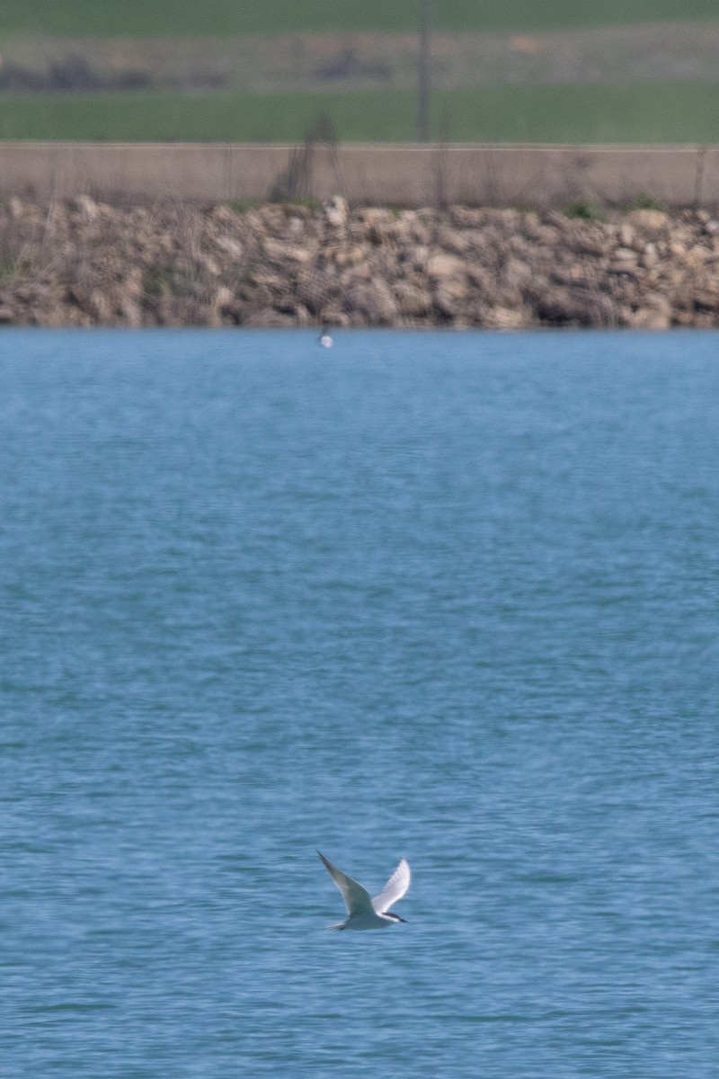 Gull-billed Tern - ML617730698