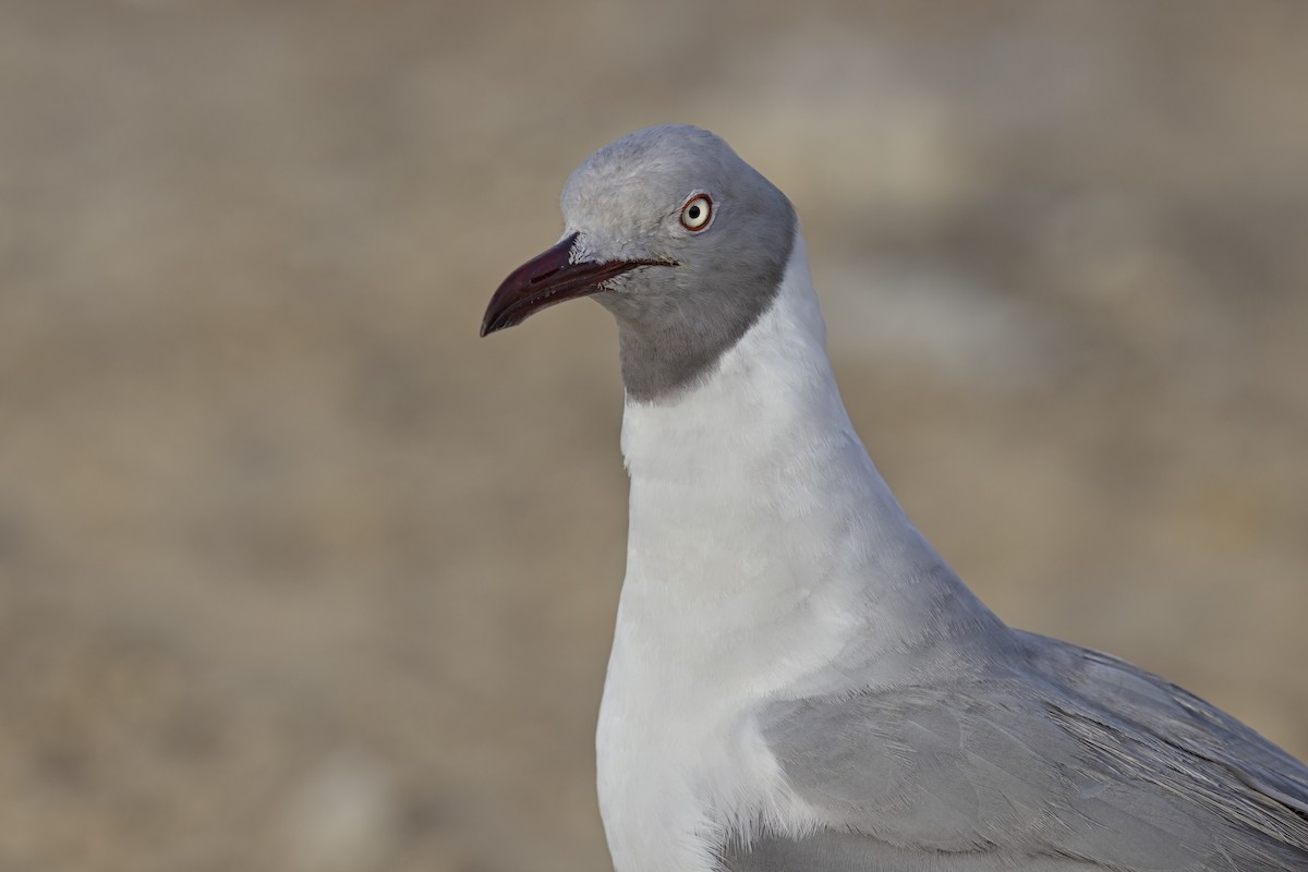 Gray-hooded Gull - ML617730714