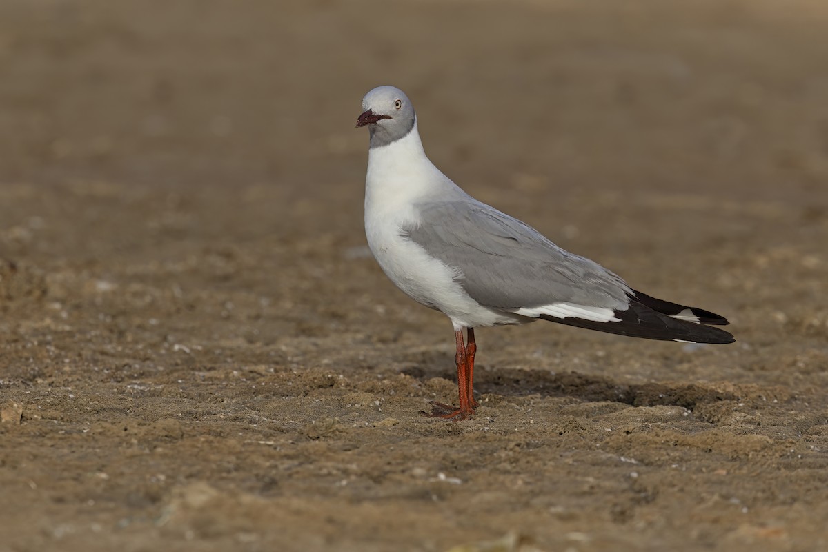 Gray-hooded Gull - ML617730717