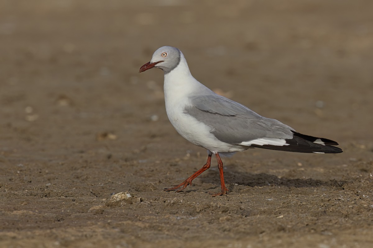 Gray-hooded Gull - ML617730718