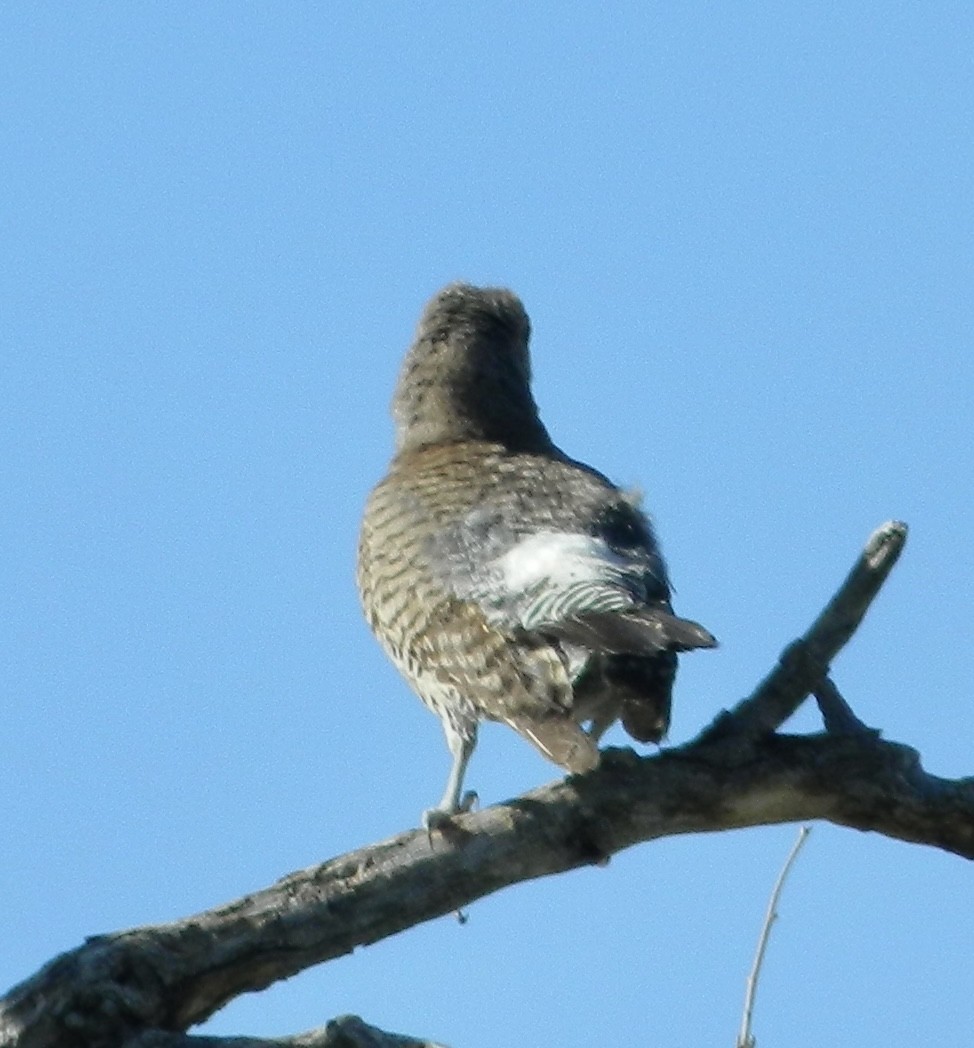 Gilded Flicker - Eric Hough