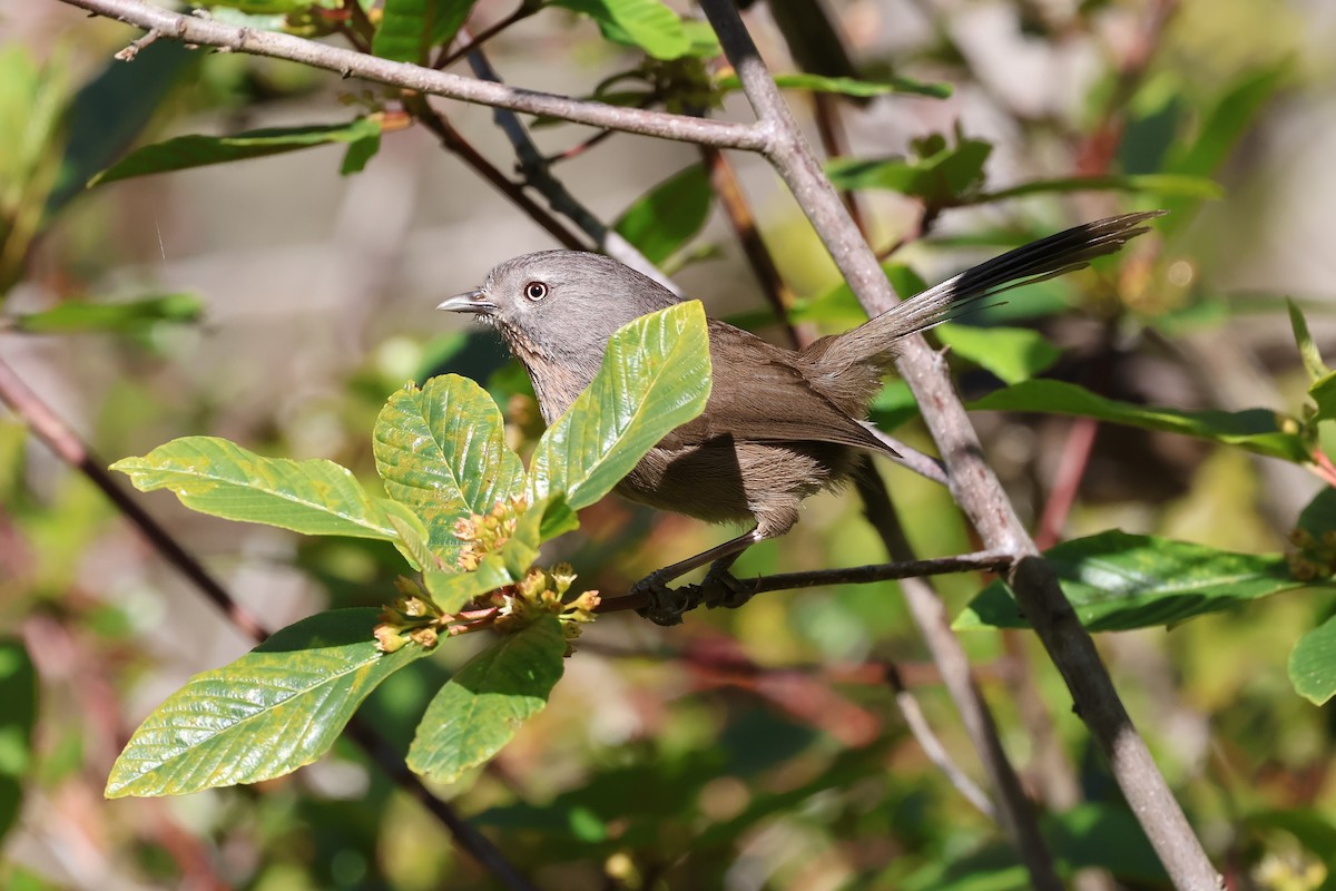 Wrentit - ML617730722