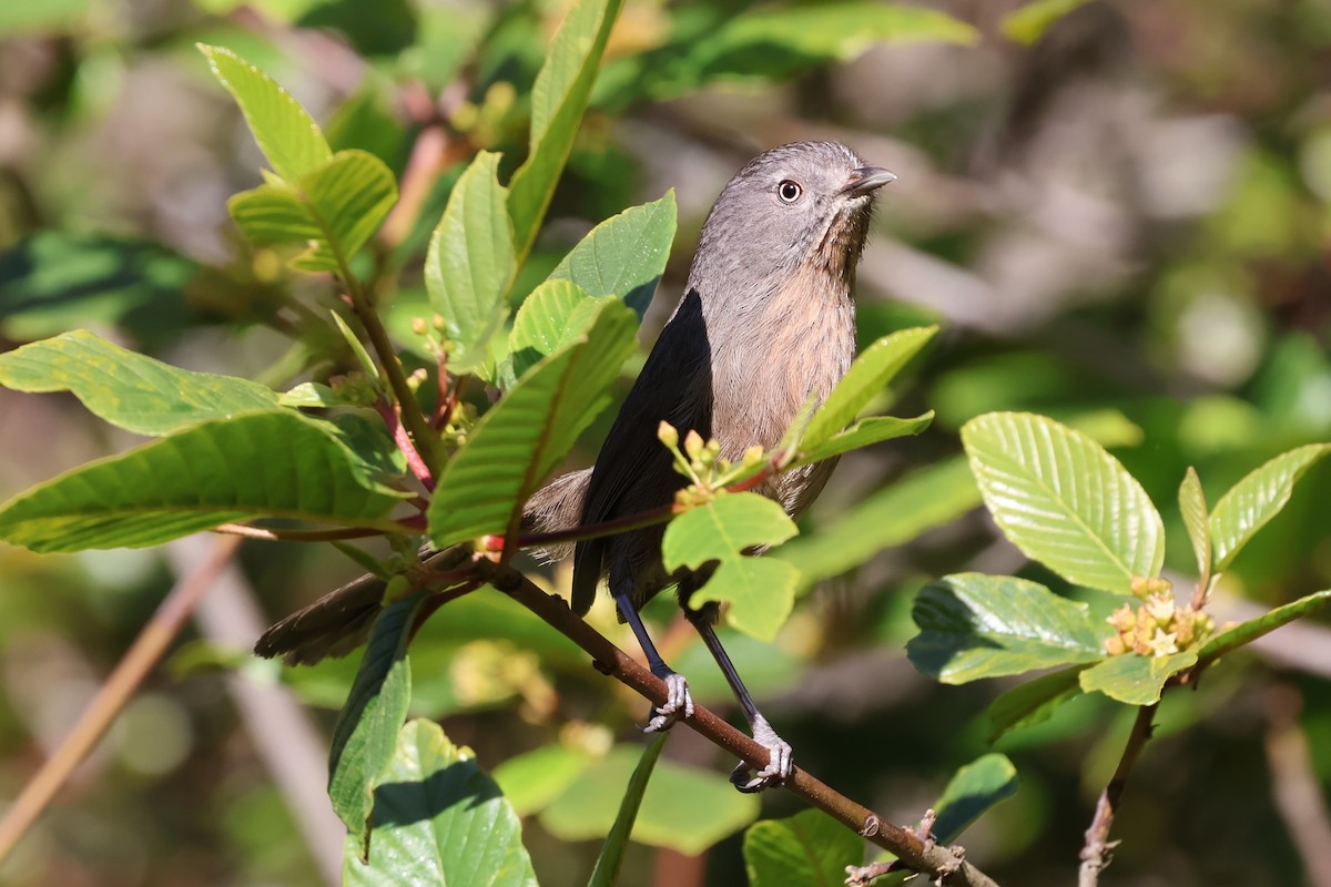 Wrentit - ML617730726