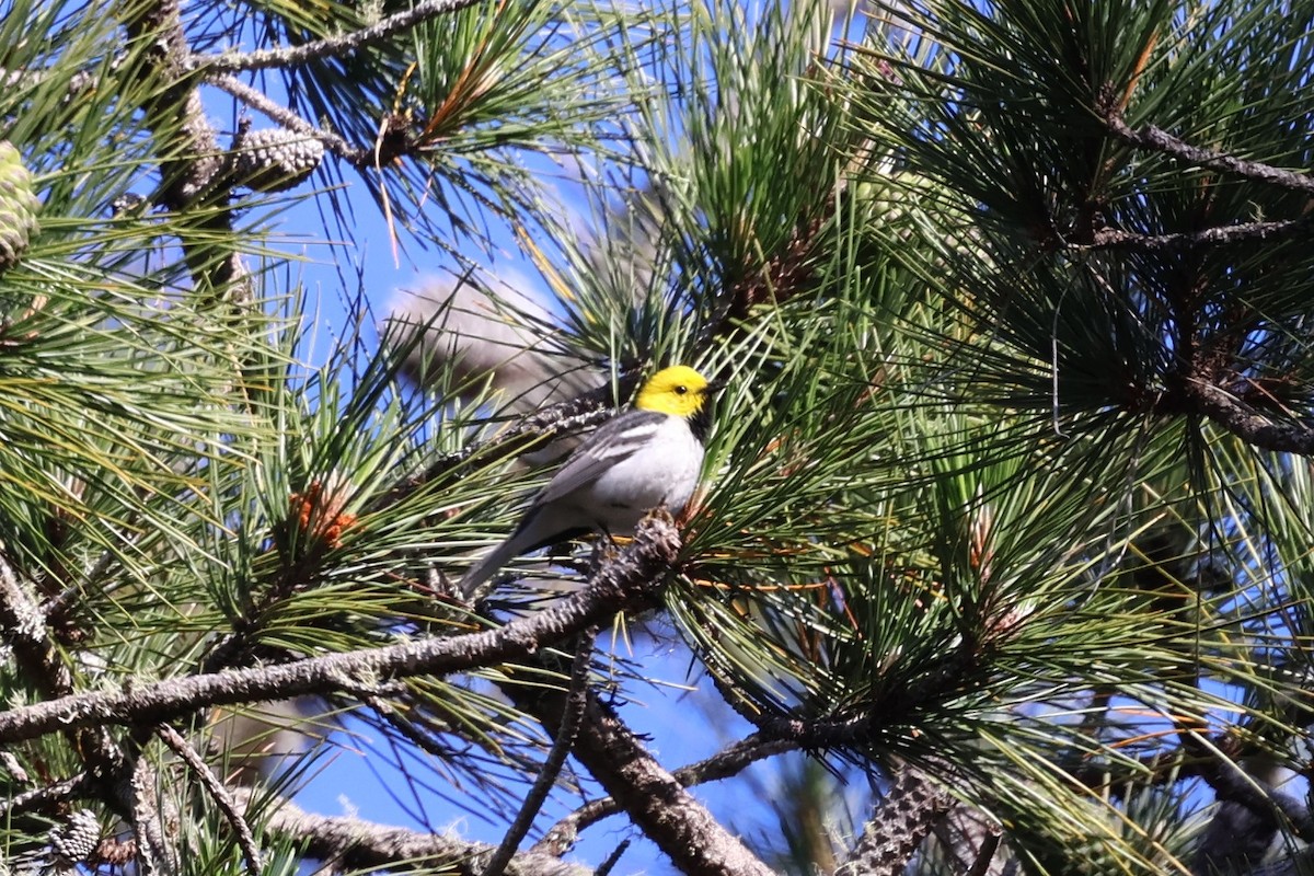 Hermit Warbler - Peter Pyle