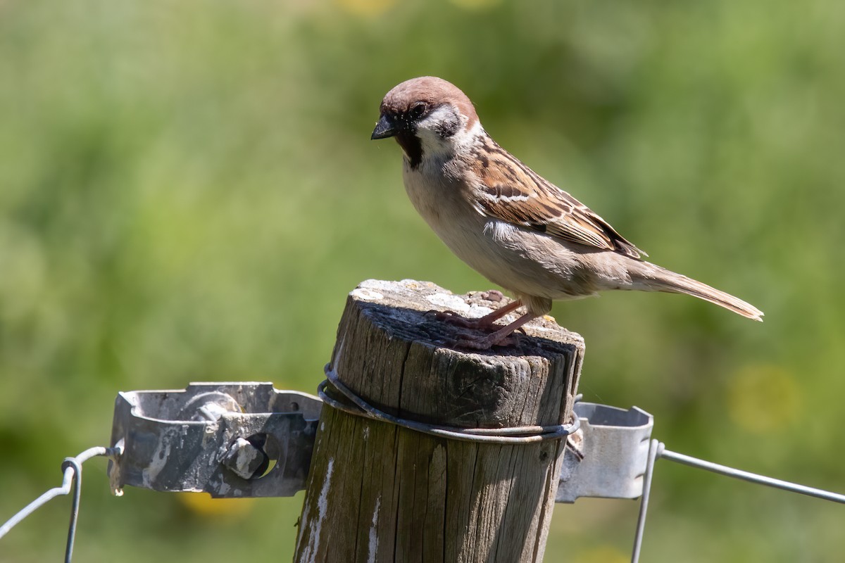 Eurasian Tree Sparrow - ML617730776