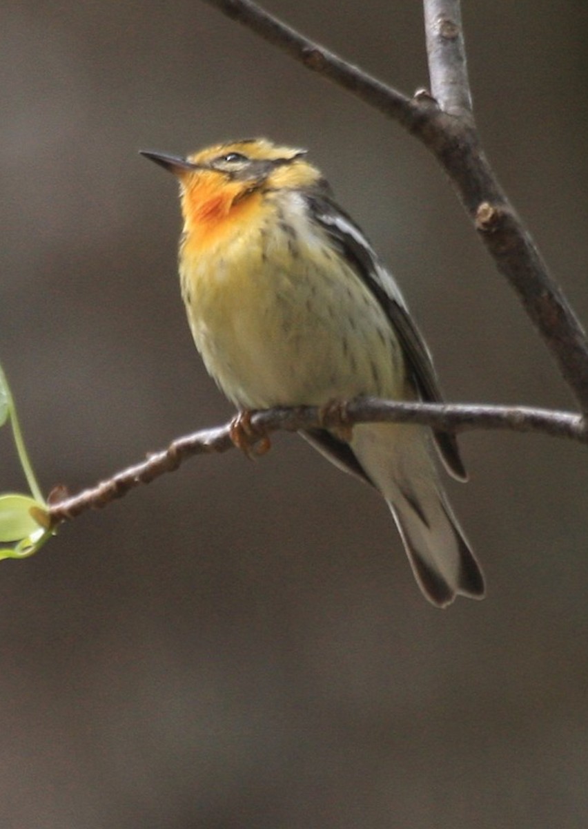 Blackburnian Warbler - ML617730789