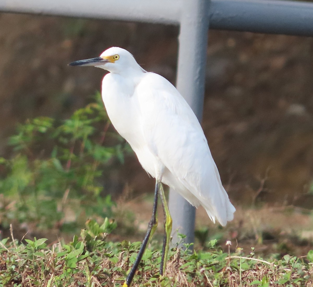 Snowy Egret - ML617730810