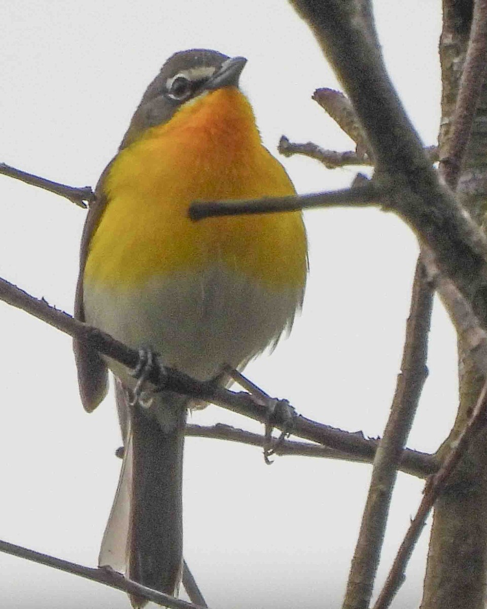 Yellow-breasted Chat - Gary Hofing