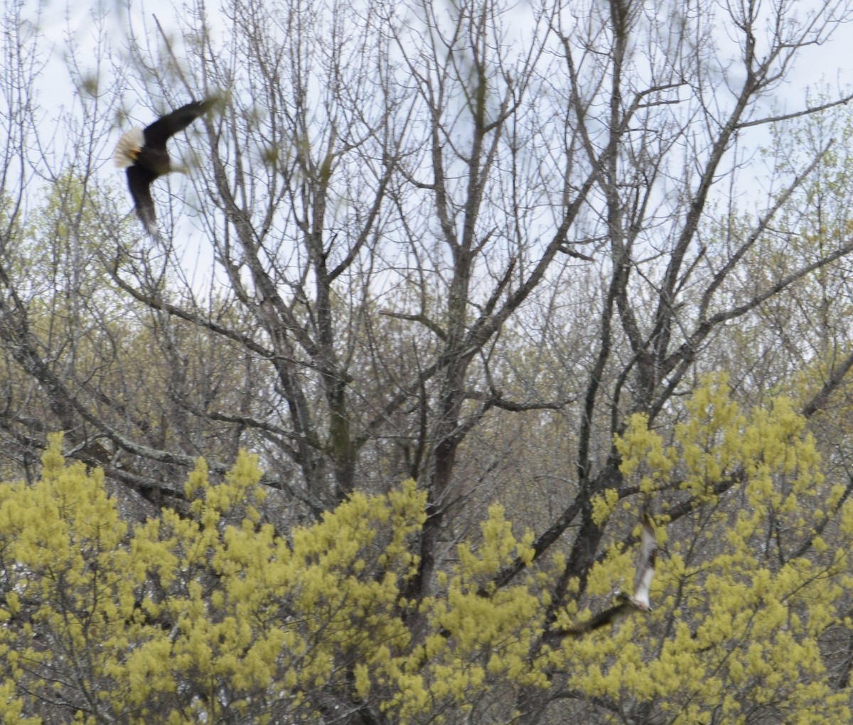 Bald Eagle - ML617730835