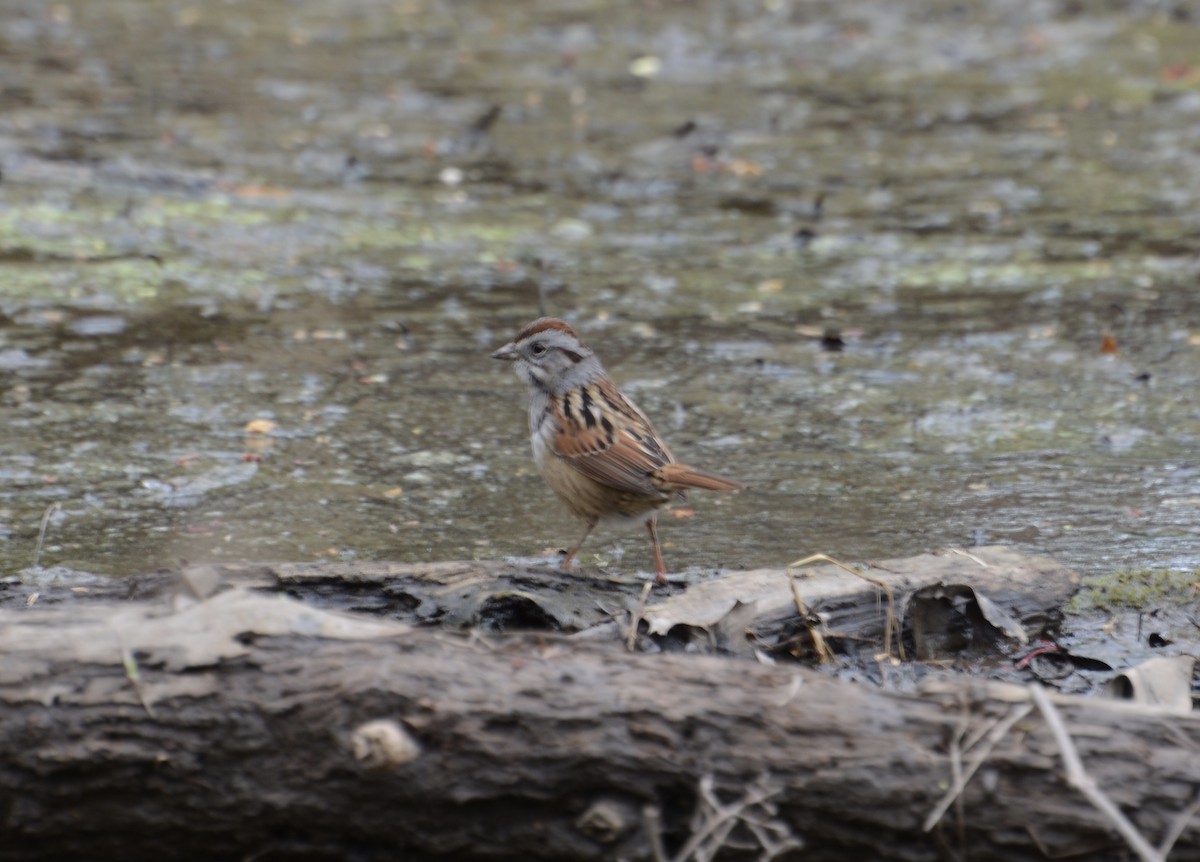 Swamp Sparrow - ML617730864