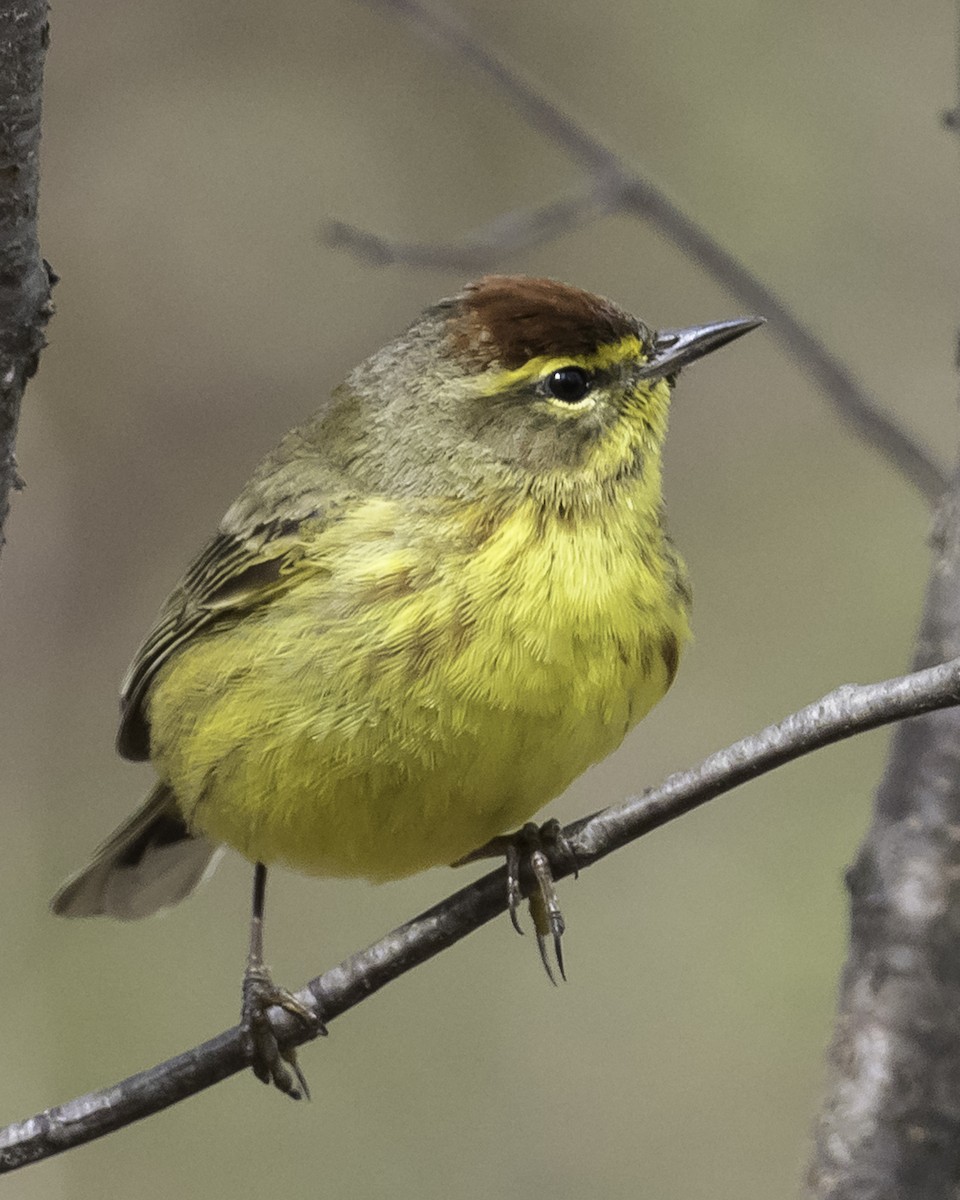 Palm Warbler - Stan Deutsch