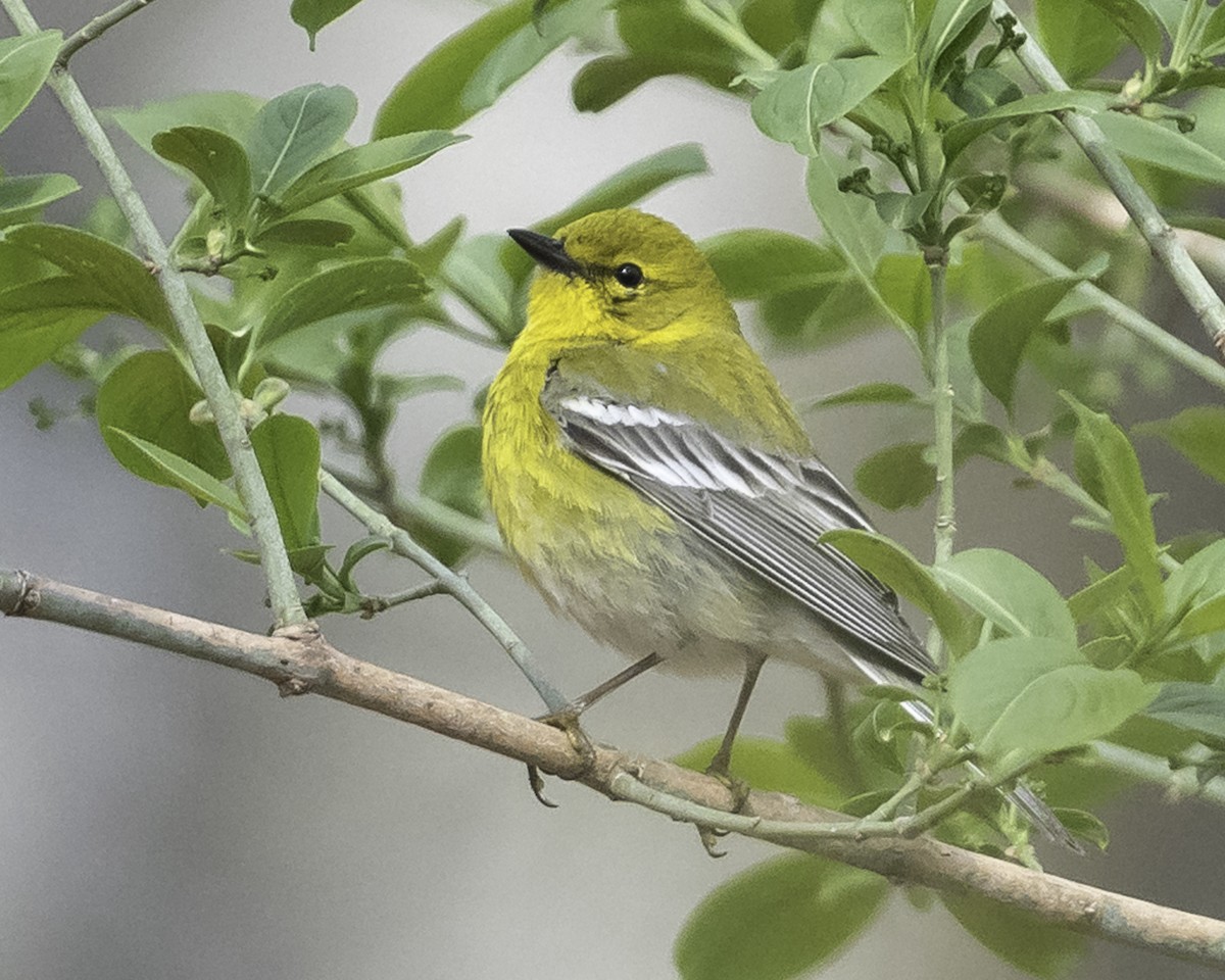 Pine Warbler - Stan Deutsch