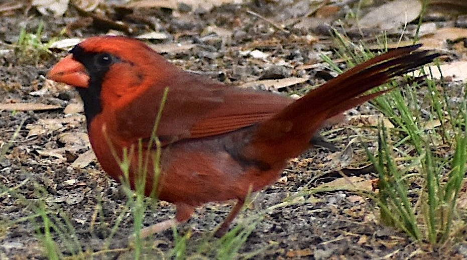 Cardinal rouge - ML617730924
