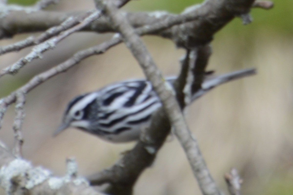 Black-and-white Warbler - ML617730925