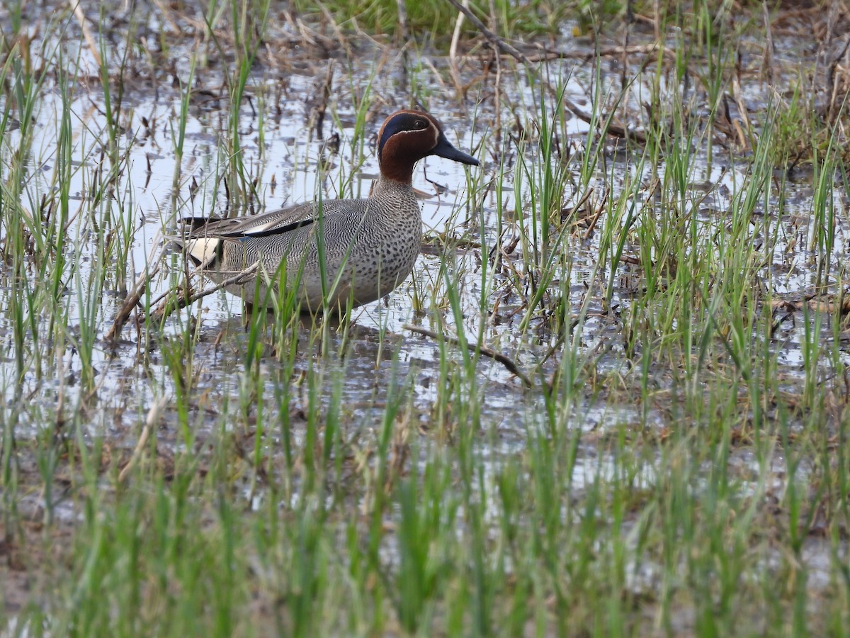 Green-winged Teal - ML617730953