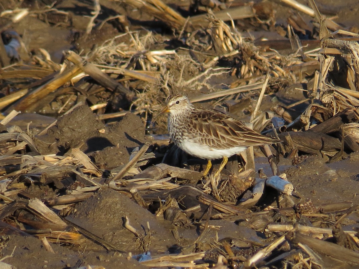 Pectoral Sandpiper - Michael L Crouse