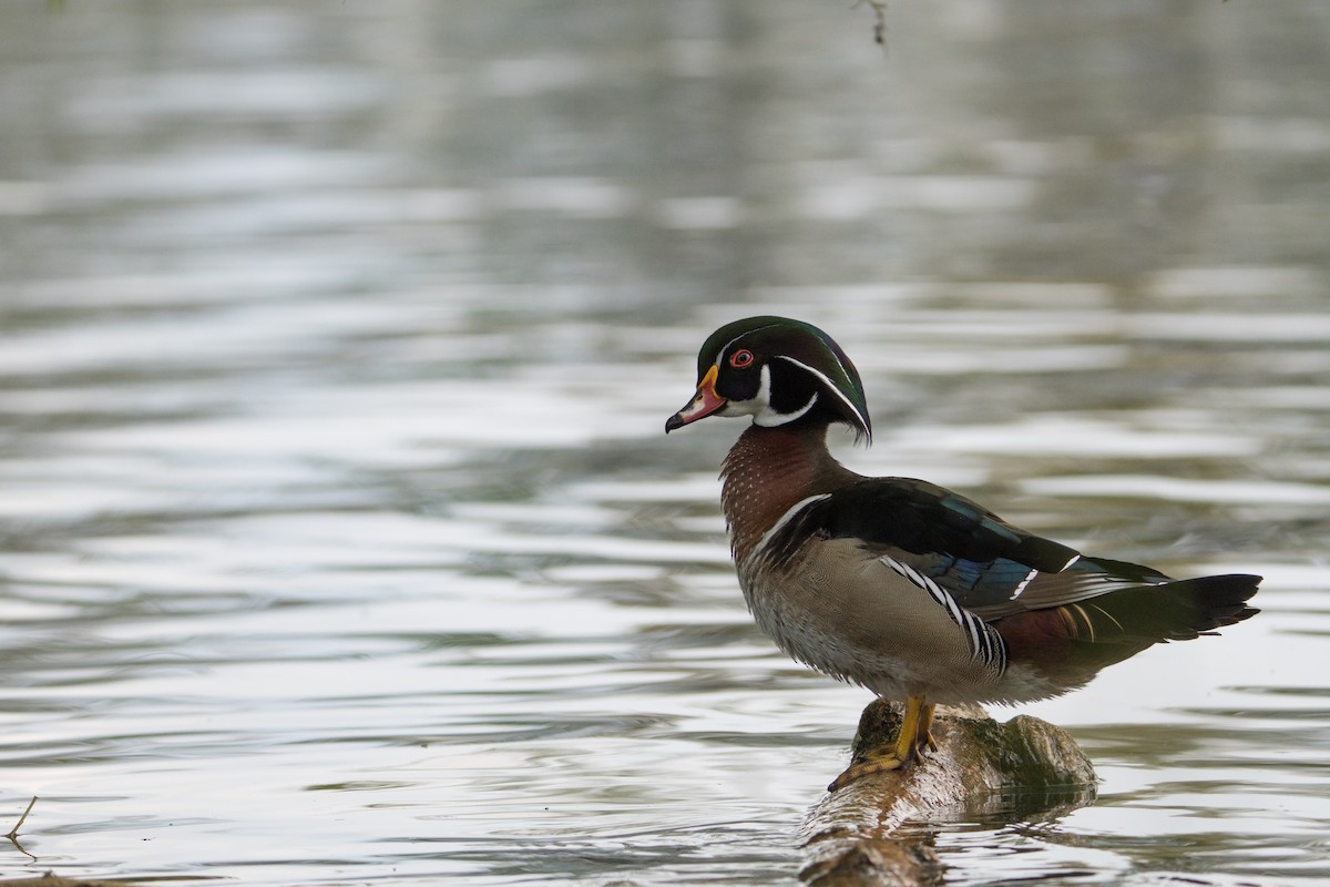 Wood Duck - ML617730990