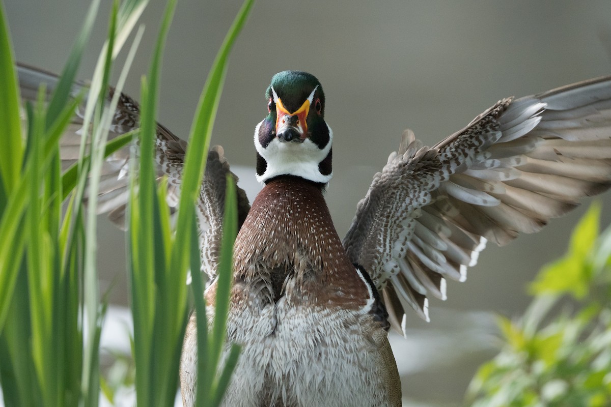 Wood Duck - ML617730991