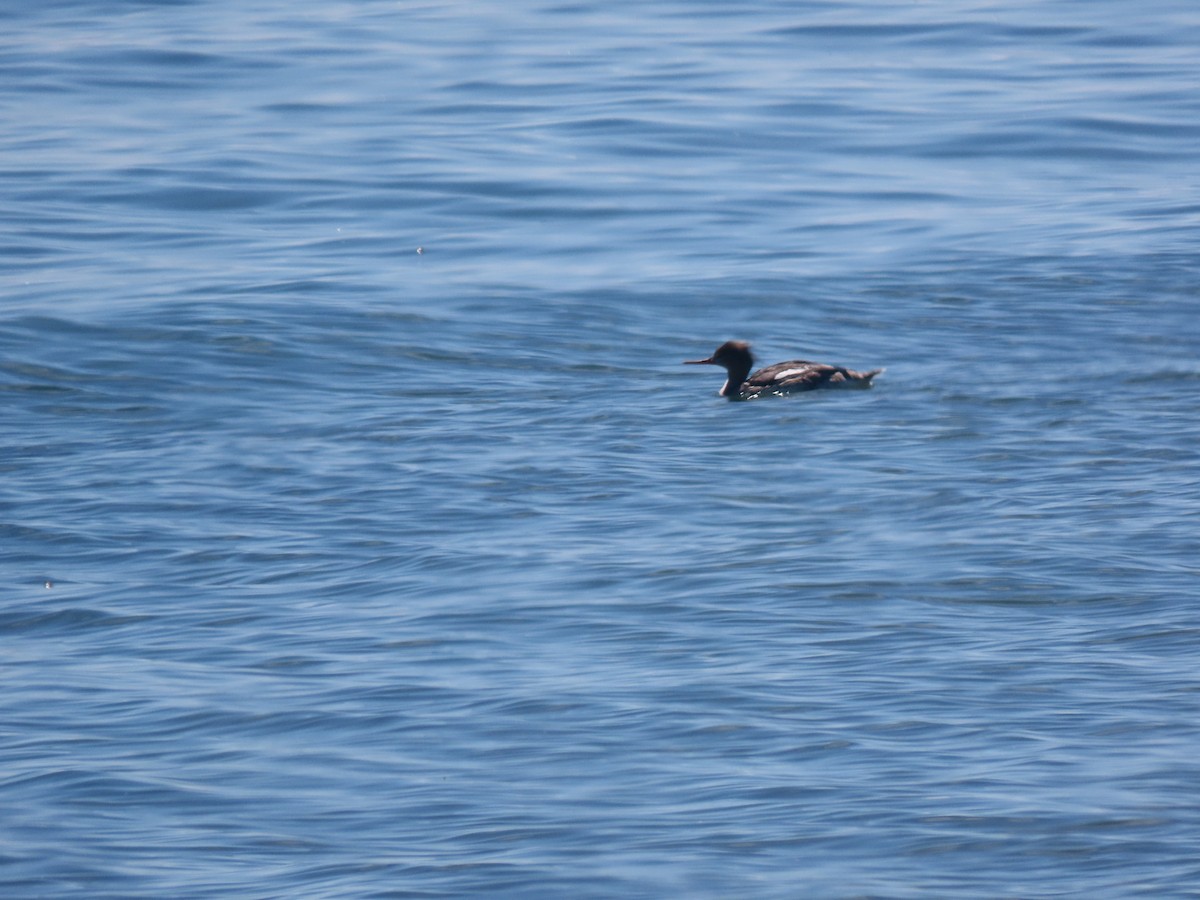 Red-breasted Merganser - ML617731015