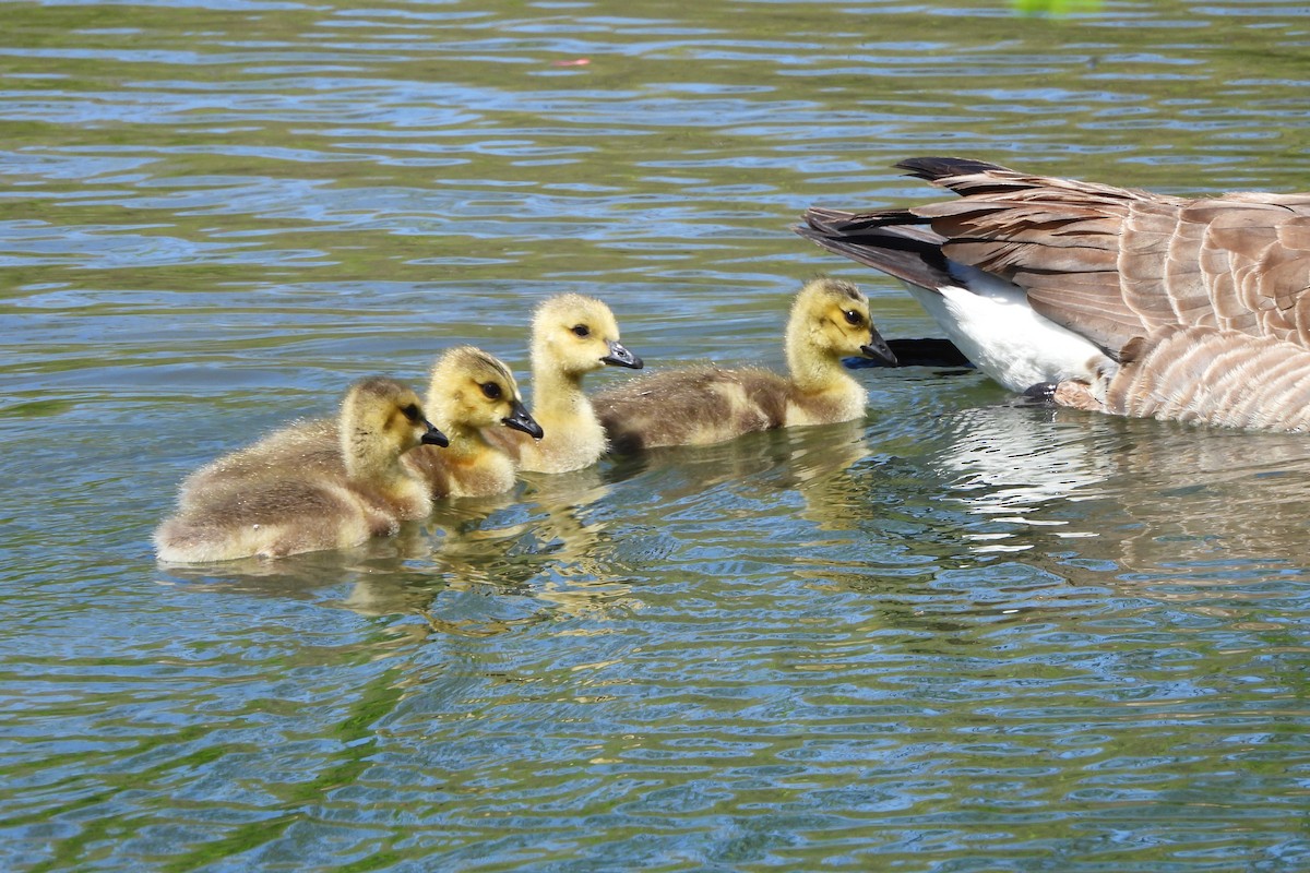 Canada Goose - ML617731048