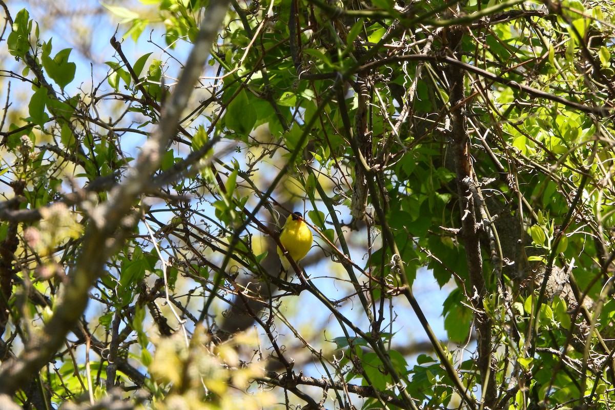 American Goldfinch - ML617731062