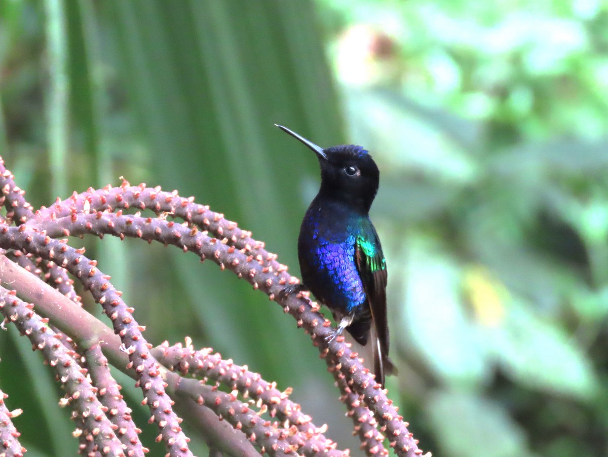 Velvet-purple Coronet - tom aversa