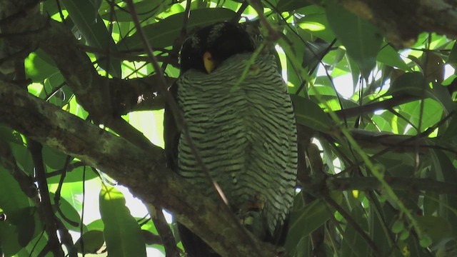 Black-and-white Owl - ML617731074