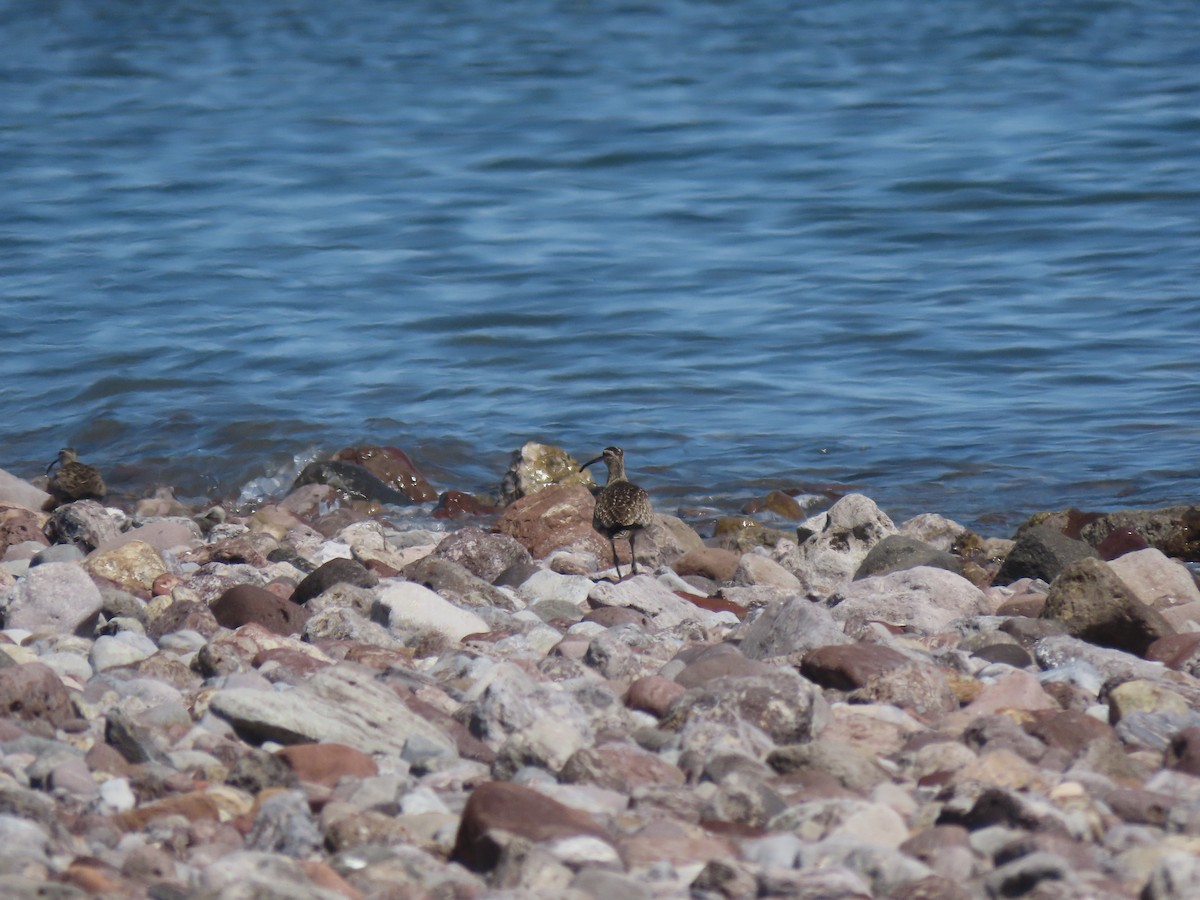 Whimbrel - ML617731084