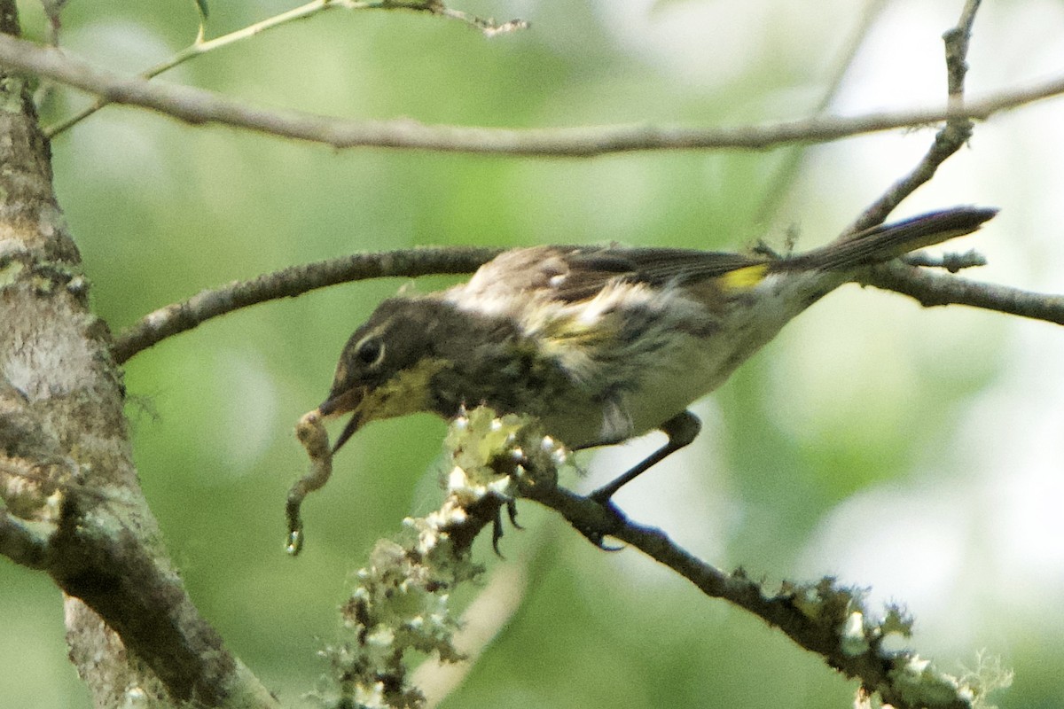 Yellow-rumped Warbler (Myrtle x Audubon's) - ML617731133