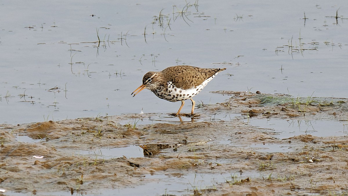 Spotted Sandpiper - ML617731136