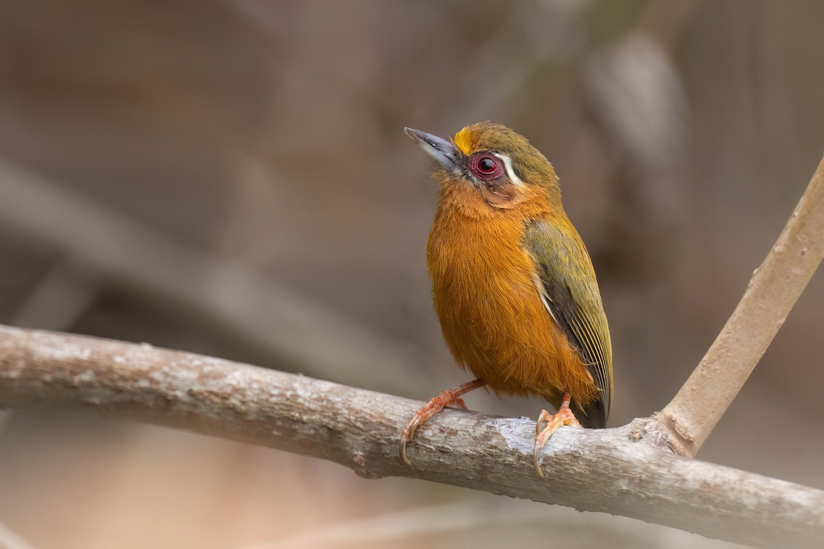 White-browed Piculet - ML617731141