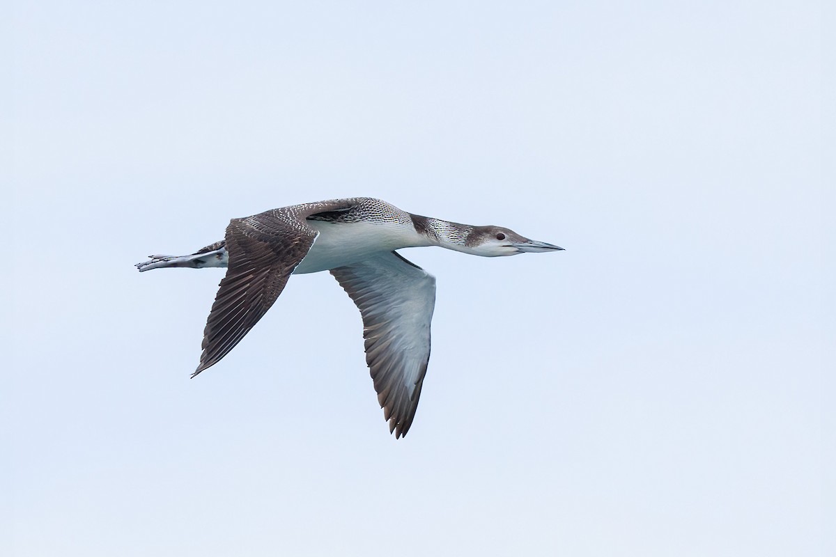 Common Loon - Brian Stahls