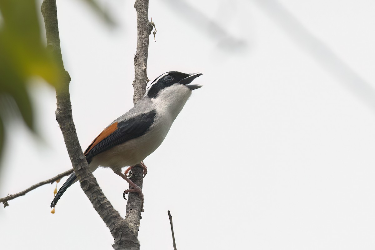 White-browed Shrike-Babbler - ML617731149