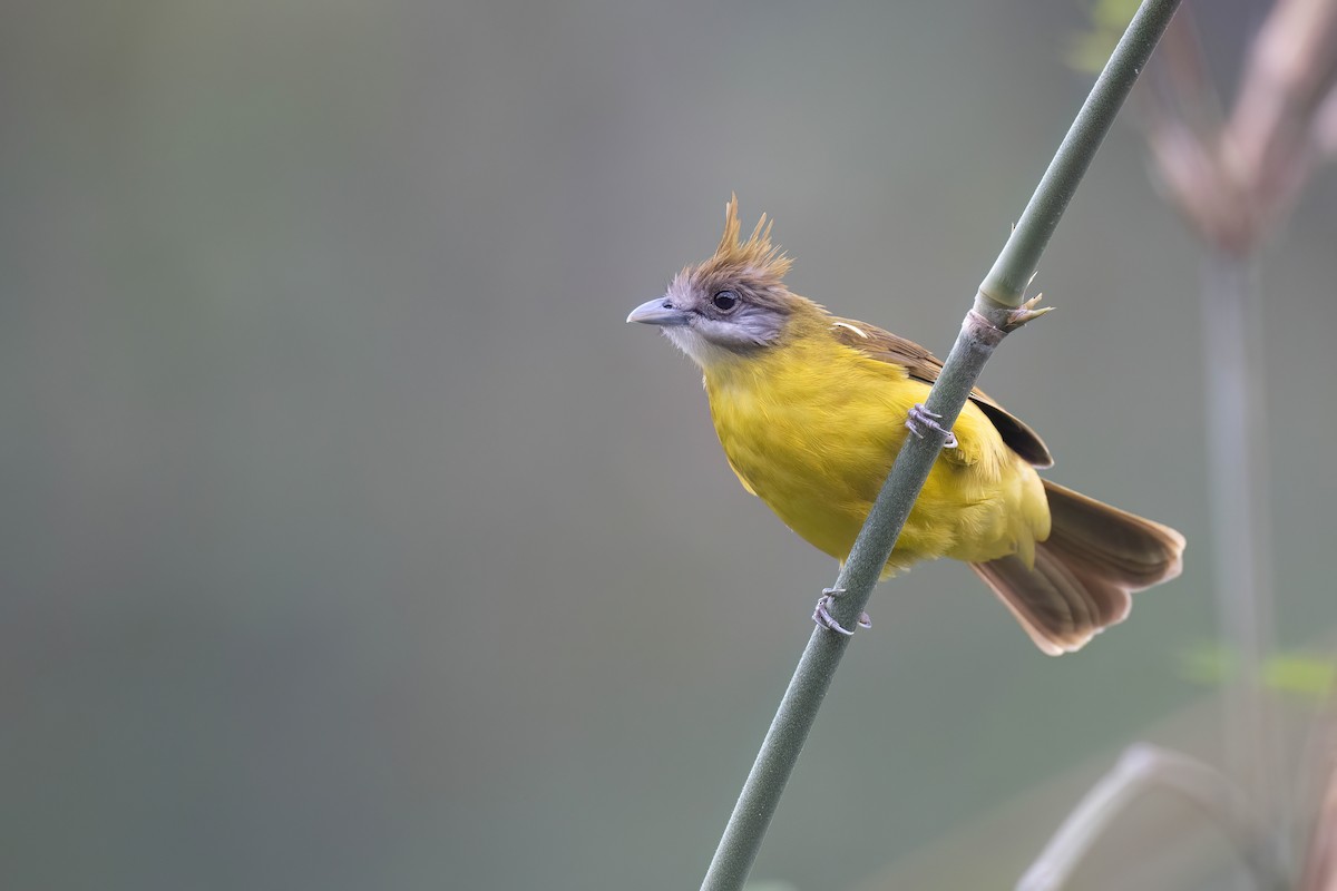 White-throated Bulbul - ML617731161