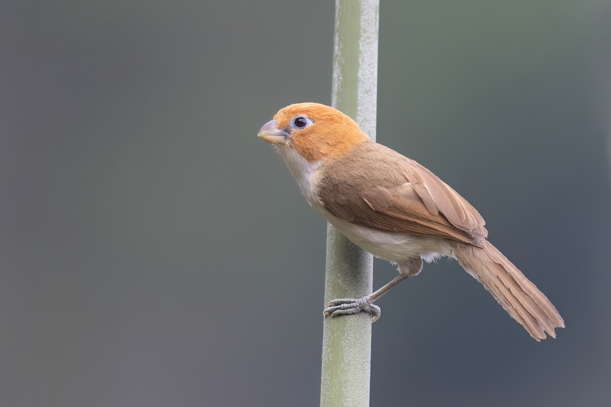 Paradoxornis à tête rousse - ML617731169