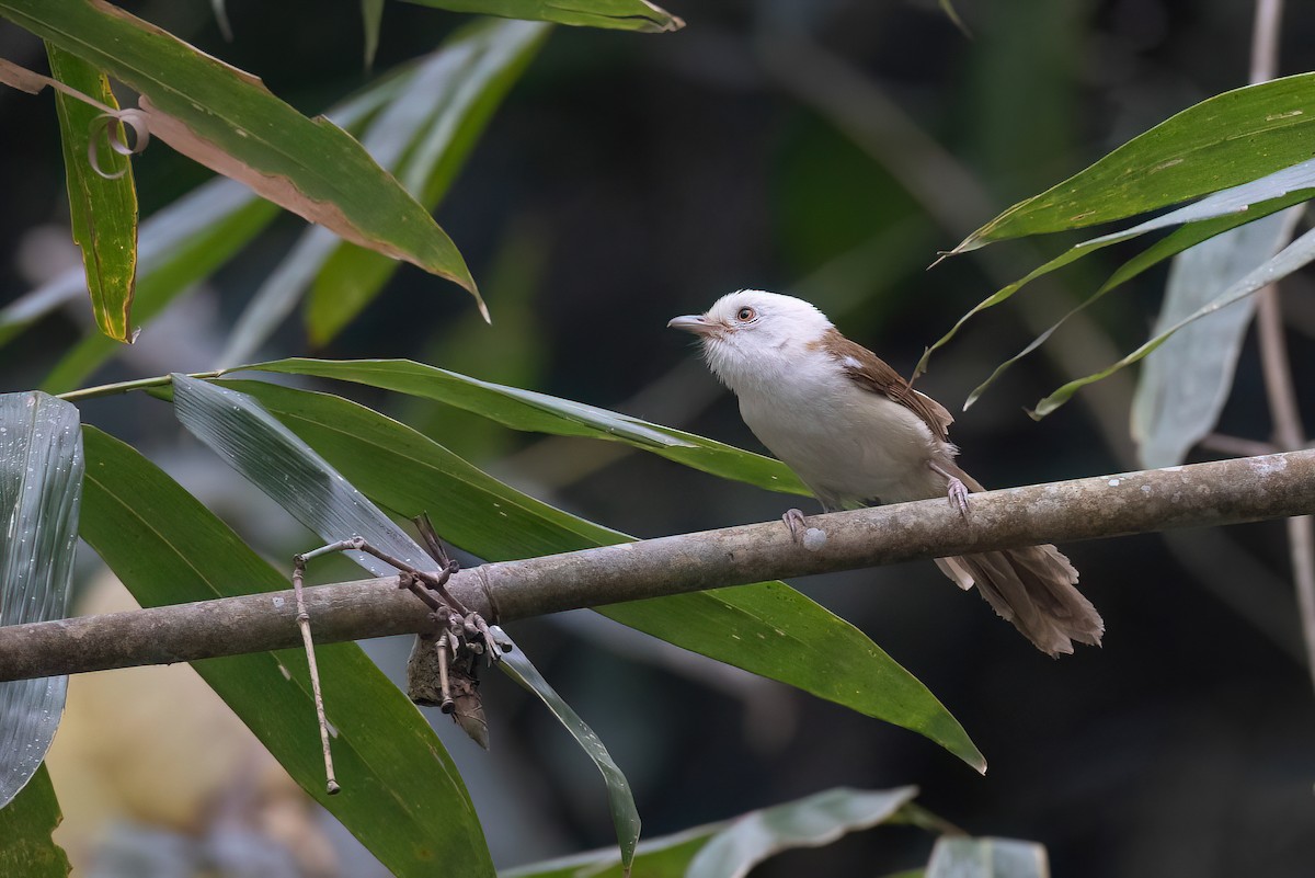 White-hooded Babbler - ML617731177