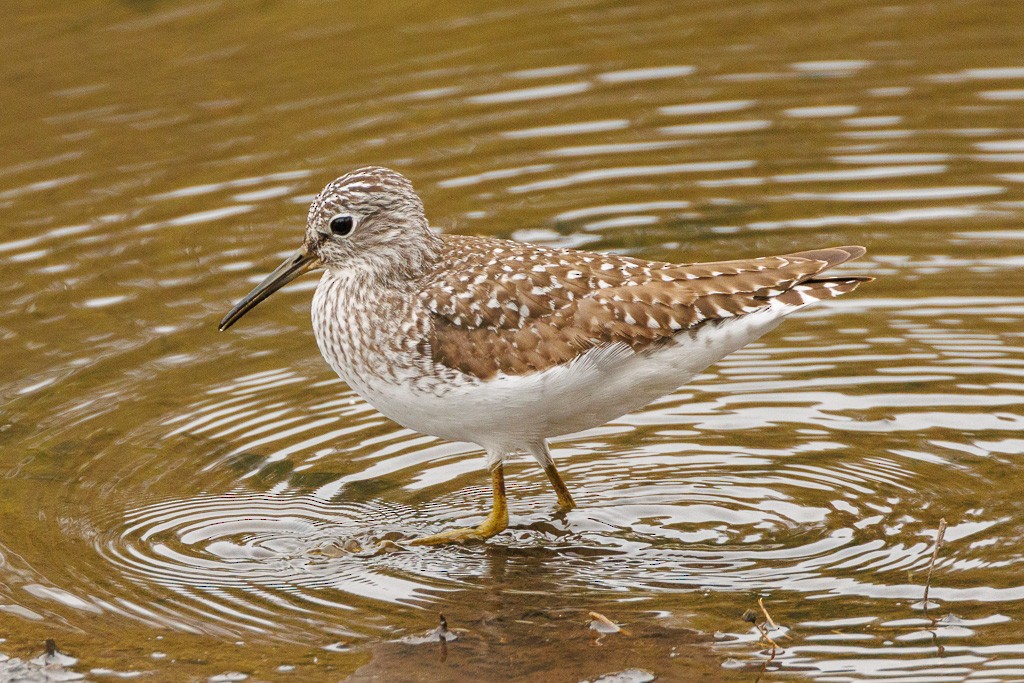 Solitary Sandpiper - ML617731187