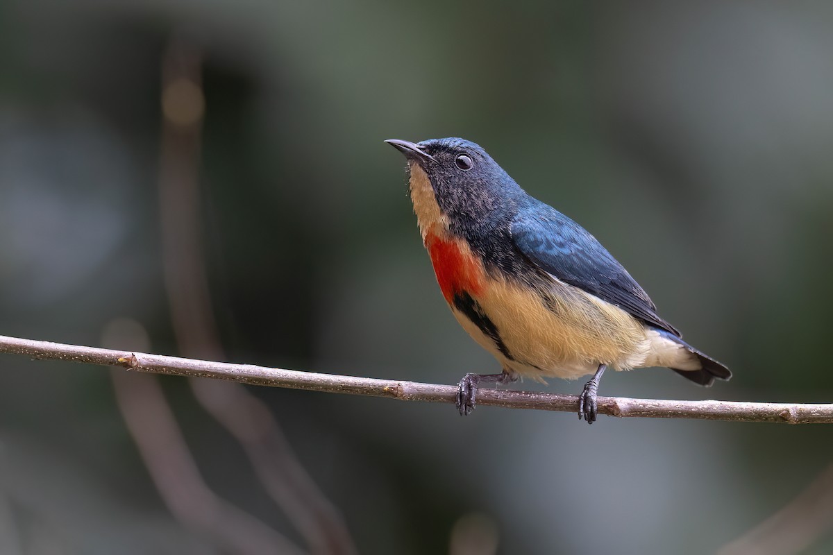 Fire-breasted Flowerpecker - ML617731194