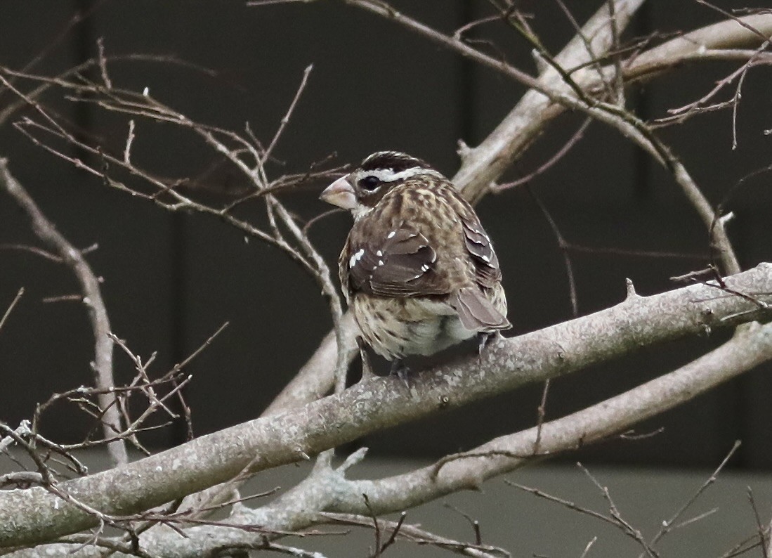 Rose-breasted Grosbeak - Ken Feustel